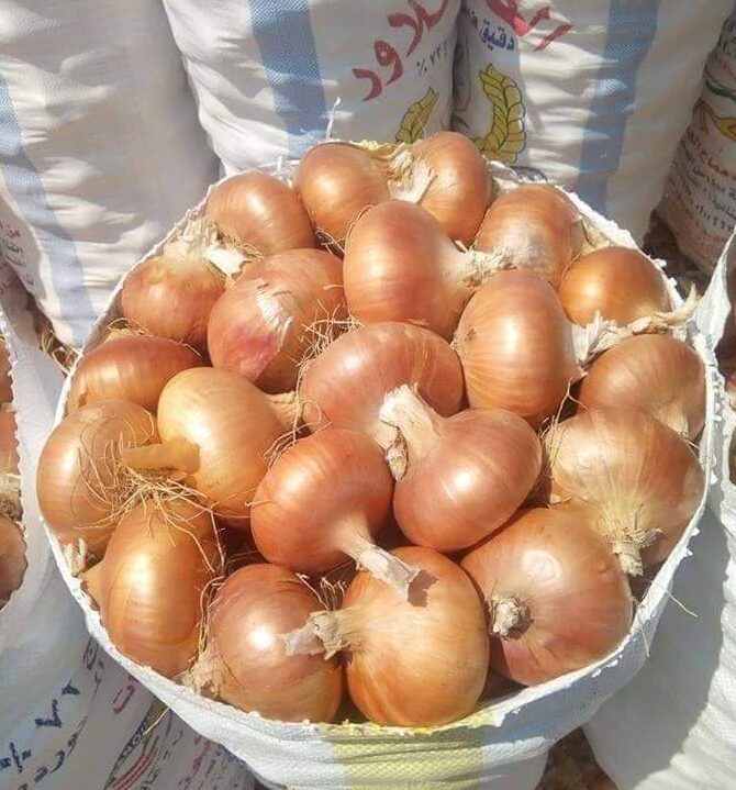 WhatsApp Image 2024-09-24 at 11.22.12 PM (5)